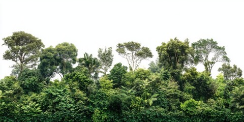 Obraz premium Vibrant green forest foliage under bright sky