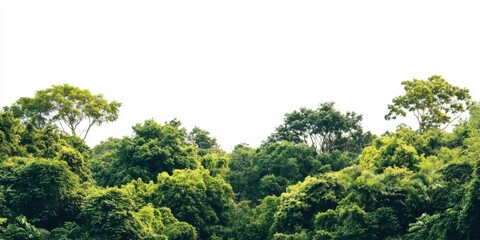 Obraz premium Vibrant green forest with diverse tree canopies