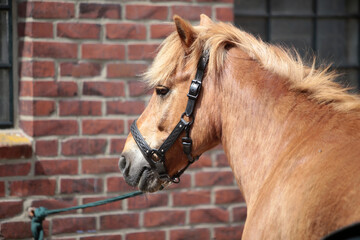 Fototapeta premium Detail von einem Isländer Pferdekopf