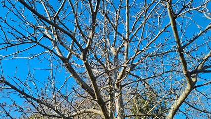 Tree without leaves against blue sky