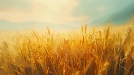 Wheat field under the blue sky. Ripe wheat ears background. Rich harvest concept.