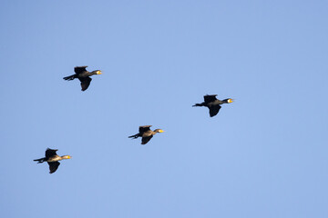 Obraz premium vier fliegende Kormorane