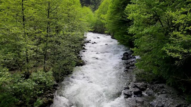 A footage of the river flowing through lush alder forests. Clean water source, clear waters.