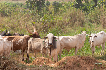 Free range, organic cattle herd in natural pasture