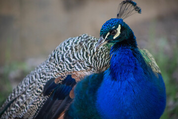 Obraz premium A close-up of a peacock
