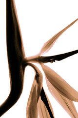 Close-up abstract view of botanical elements in soft hues, creating a dynamic and natural composition. Demonstrating color of 2025 year. Mocha and Mousse.