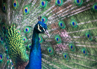 Obraz premium A close-up of a peacock displaying his feathers