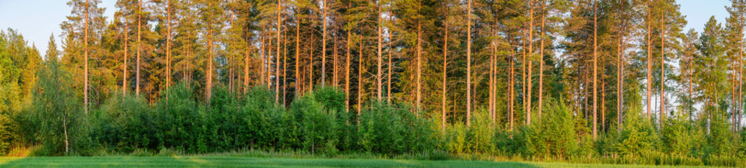 Lush green forest meeting vibrant green meadow during sunset