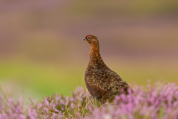 Red Grouse male, facing left in purple heather on managed grouse moorland, with clean background and copy space.  Scientific name: Lagopus Lagopus.  Yorkshire Dales, UK