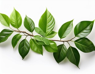 Obraz premium intricate twisted jungle branch adorned with vibrant green leaves isolated on a clean white backdrop emphasizing the resilience of natures beauty