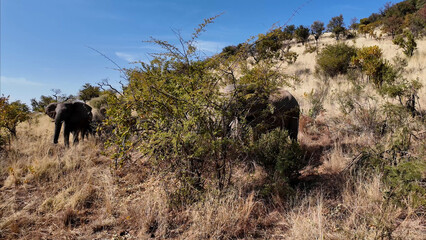 Safari Tour At Kruger National Park In South Africa. African Animals Landscape. Safari Tours Trip....