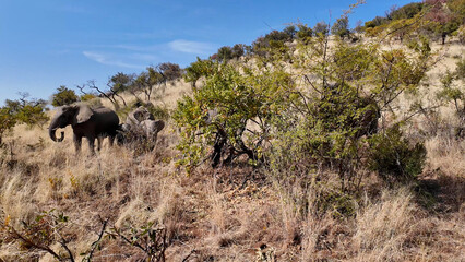 Safari Tour At Serengeti National Park In Tanzania. African Animals Landscape. Tours Trip. Serengeti National Park In Tanzania. Big Five Animals. Wildlife Safari.