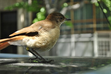 pajaro