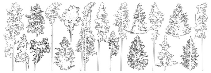 Set of coniferous and deciduous trees for architecture and landscape design, line drawing, contour. Vector illustration