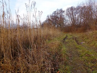 Straight field road next to a reservoir overgrown with dry reeds. Beautiful autumn field landscape.