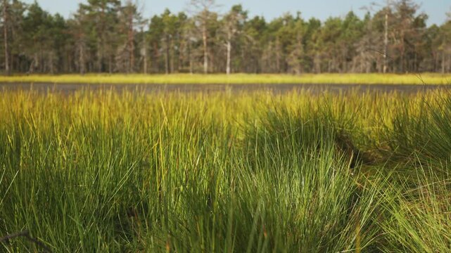 Viru Raba swamp lake in Estonia.