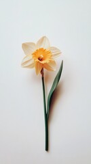 Obraz premium Delicate Daffodil: A single, white daffodil with a vibrant yellow center blooms gracefully against a minimalist backdrop. The simple elegance of the flower evokes feelings of hope, renewal.