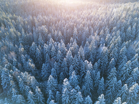 Beautiful winter forest shot from above by drone. - Powered by Adobe