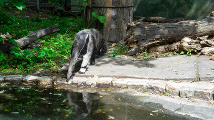 Giant anteater drinks water from artificial pond in zoo or national park. Insectivorous mammal native to Central and South America