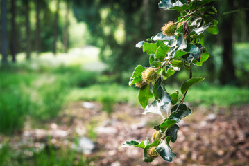 The summer green of the beech forest