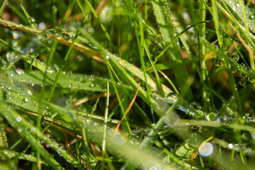 dew on the green grass