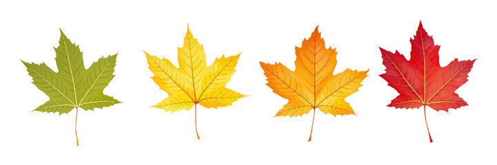 Obraz premium Translucent PNG Image of Four Maple Leaves in Autumn Colors: Green, Yellow, Orange, and Red - Perfect for Seasonal Design Projects