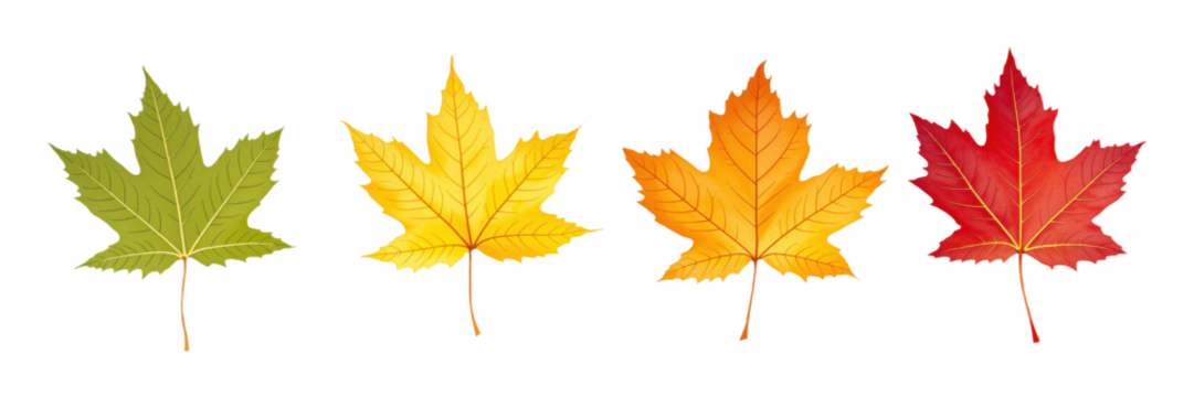 Translucent PNG Image of Four Maple Leaves in Autumn Colors: Green, Yellow, Orange, and Red - Perfect for Seasonal Design Projects
