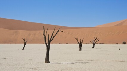 Sossusflei is home to the famous Dead Valley, famous for the skeletons of dead trees