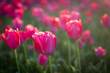 pink tulips in spring