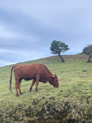 Brązowy byk jedzący trawę w magicznym lesie Fanal na Maderze w pochmurny dzień © Maciek