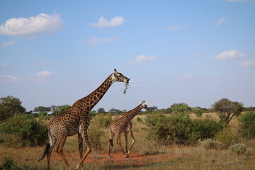 Kenya 2017-wildlife