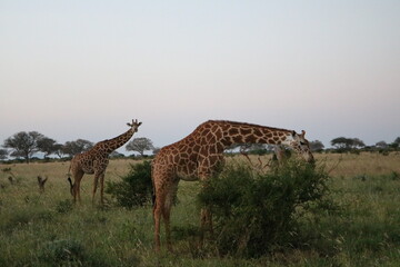 Kenya 2017-wildlife