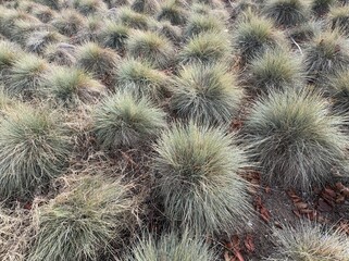 Festuca glauca blue oat grass garden decoration. Autumn colors of Blue Fescue spiky leaves. Powder blue grass background. Ornamental grass 'Elijah Blue' - soft festuca ovina, ball fescue. Close-up.
