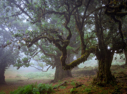Mystical misty forest, Seixal, Madeira