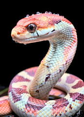 Obraz premium portrait of beautiful colorfull snake with water drops against black background. close up. Ai generated