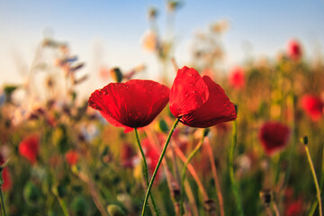 Mohn - Ecology - Beautiful summer day. Red poppy field. - Flowers Red poppies blossom on wild...