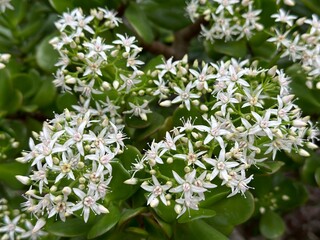  Blooming jade plant (Crassula ovata) in greenhouse