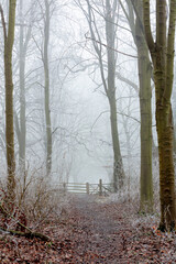 trees in wood in fog and frost