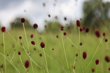 Großer Wiesenknopf