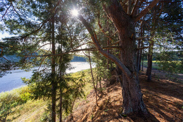 summer landscape with pine trees on the river bank