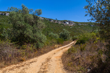 A winding dirt path leading through a lush, green forest with a clear blue sky in the background