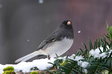Snowbird enjoying the snow.