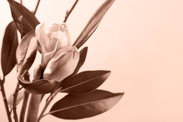 Stylish spring bouquet with branches and leaves of magnolia and amaryllis. Demonstrating the colors of 2025 - Mocha Mousse.