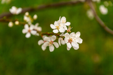 White Cherry blossoms. Cherry blossom trees full bloom.