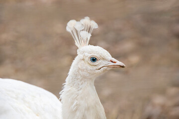 portrait of a white peacock against the backdrop of an autumn garden
