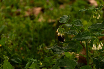 bee on white flowers of blooming hawthorn