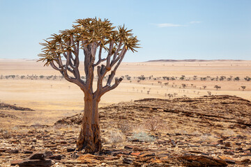 Single Quiver Tree in foreground with desert background