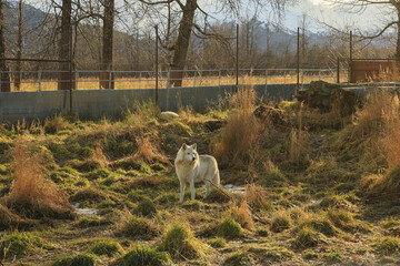 Fototapeta premium wolf on the meadow