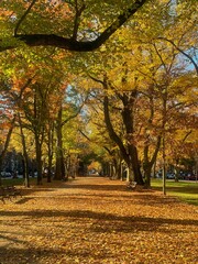 autumn in the park