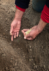 Old human worker sowing a pea